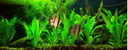 aquarium maintenace